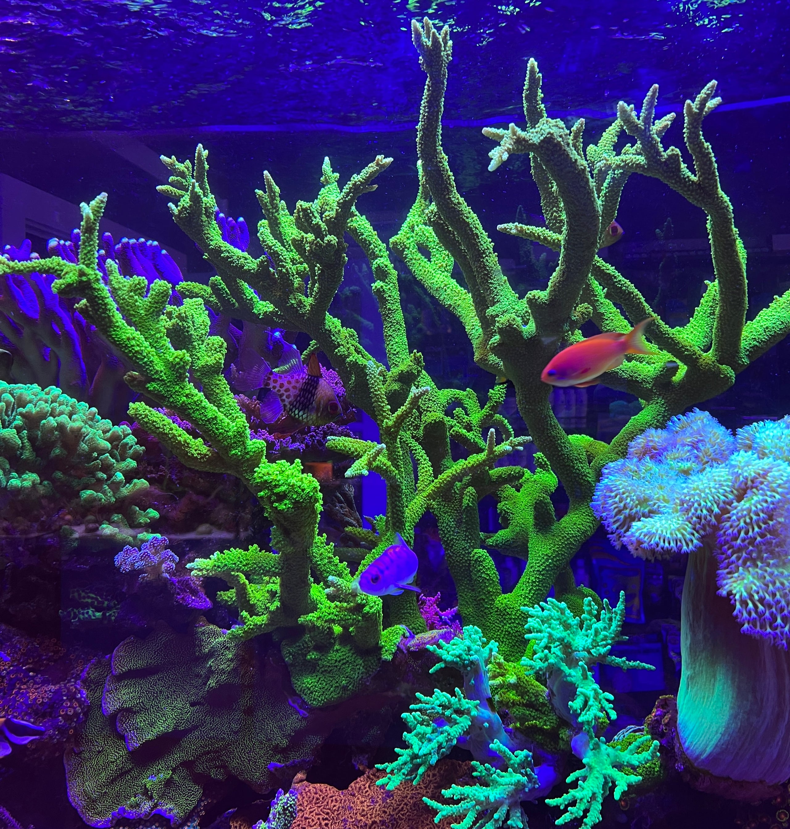 Green Slimer Acropora - Blue Fish Aquariums